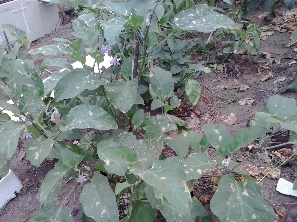 tomatera con tuta absoluta