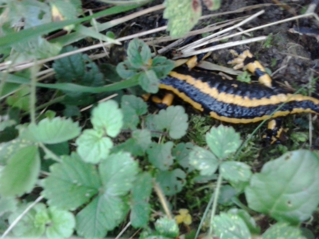 salamandra