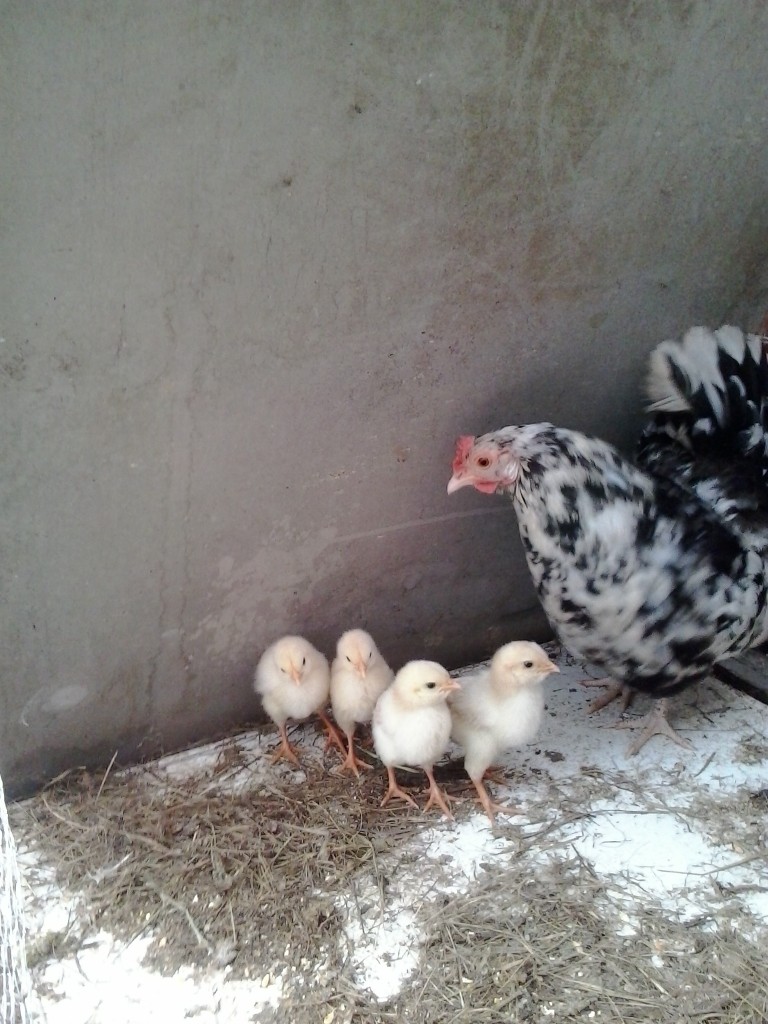 kika+4 pollitos roxos