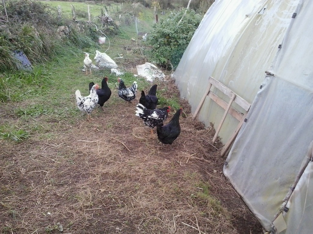 gallinas corriendo