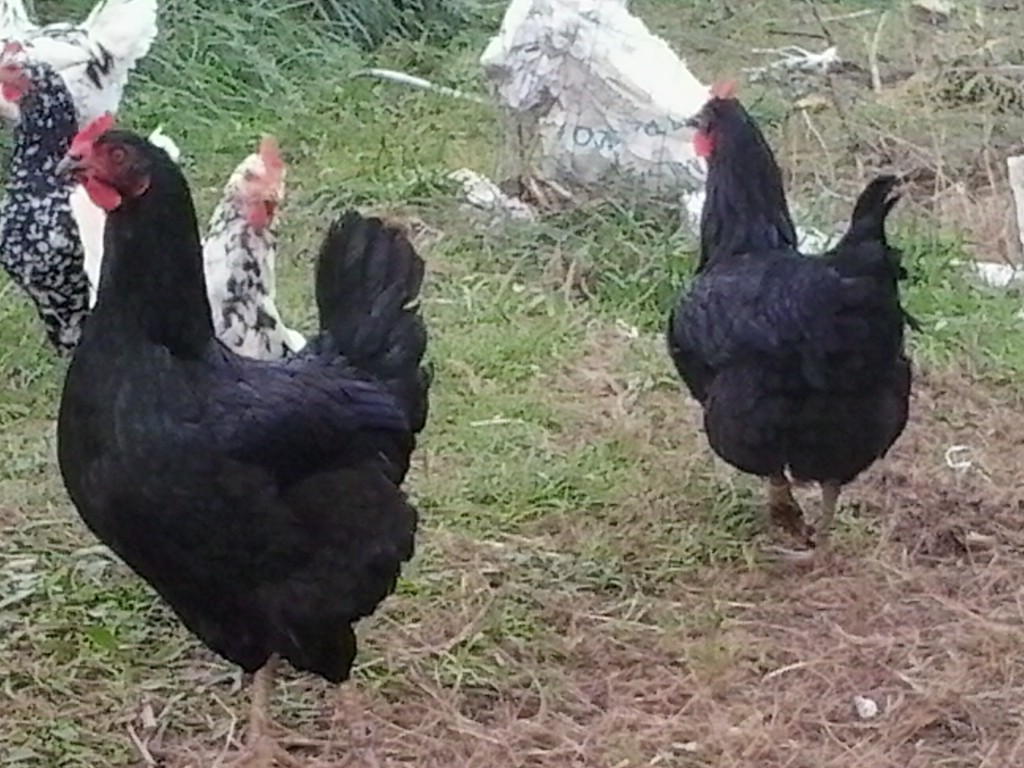gallinas sueltas