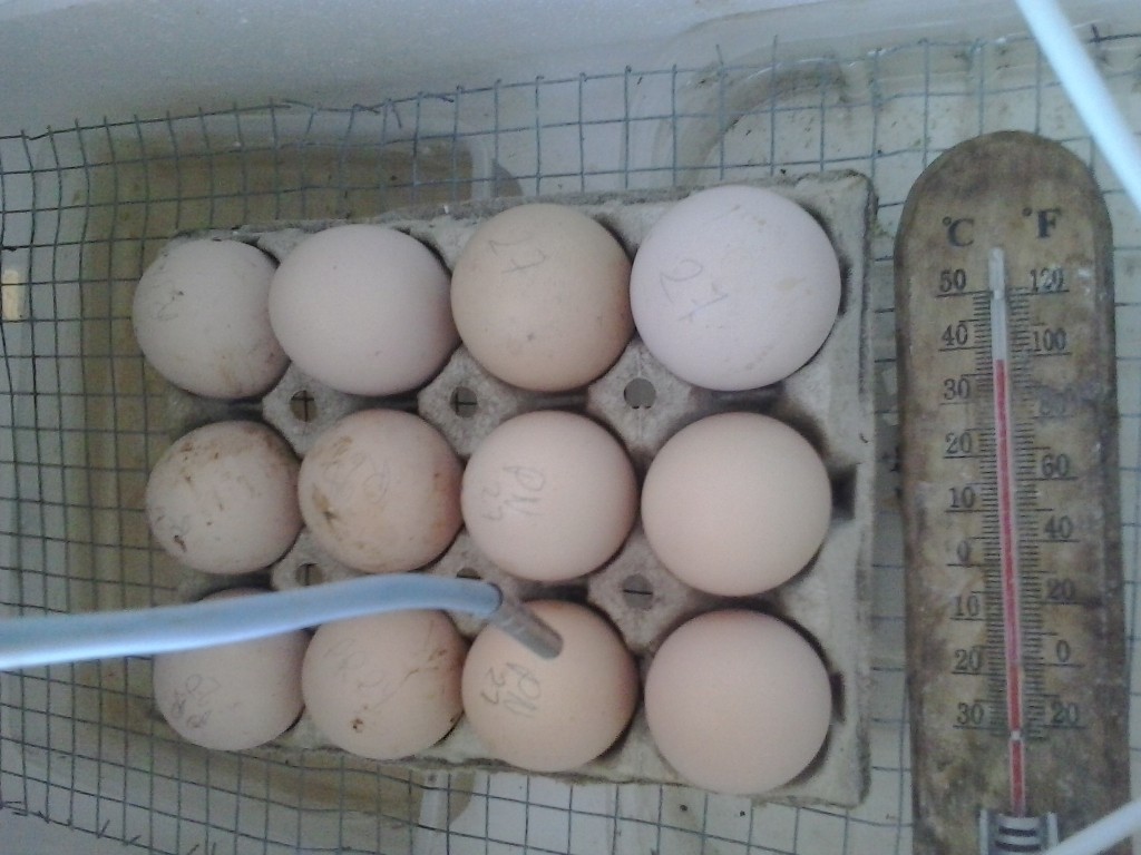 incubadora funcionando