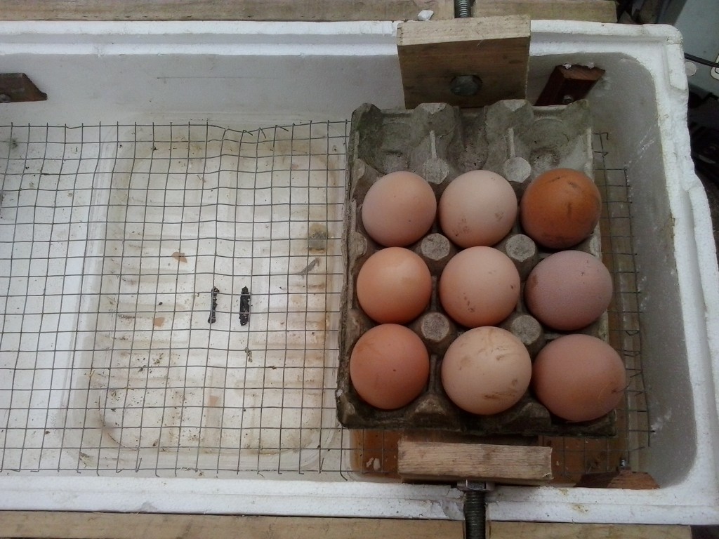 huevos sobre volteador