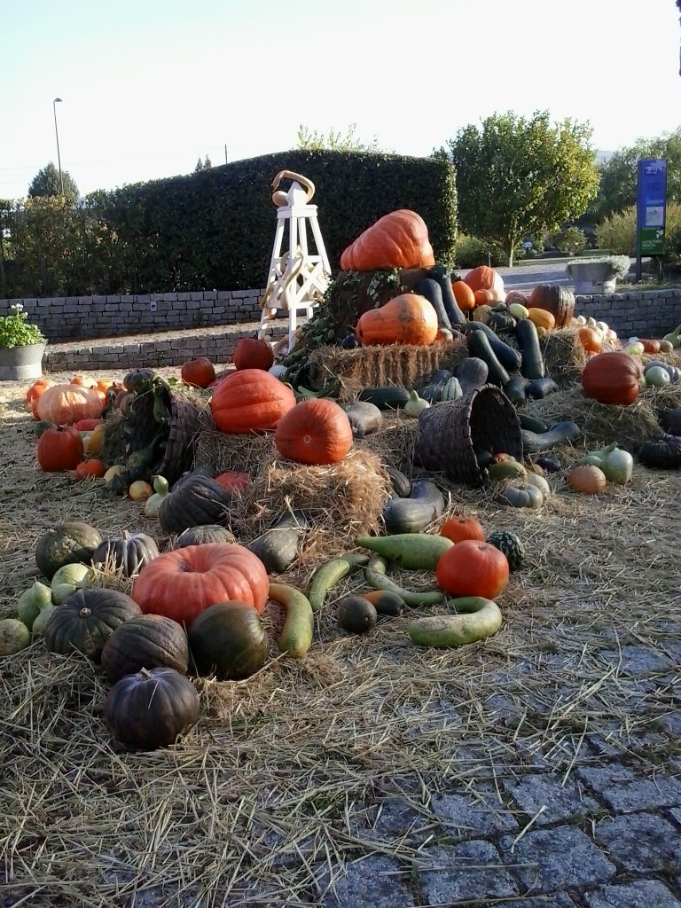 eucalipto botanico gijon