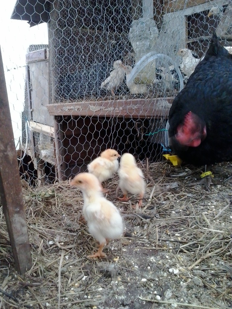 pollitos roxos +pita pinta abedul