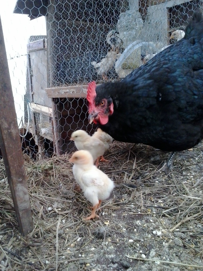 pita con pollitos roxos