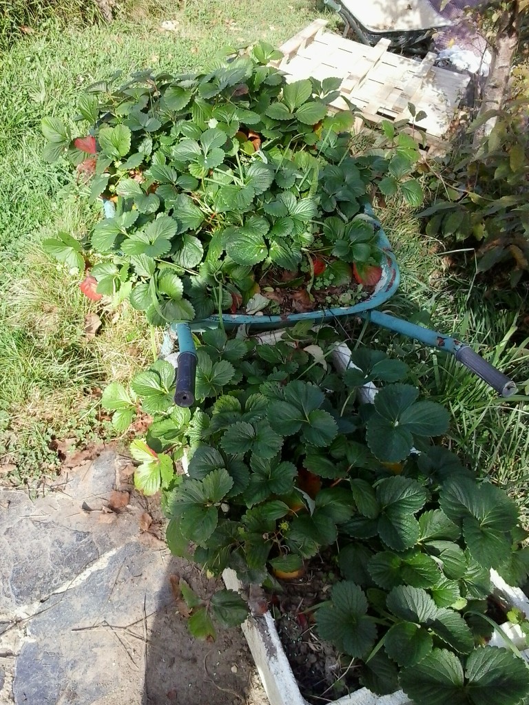 fresas sobre carretilla