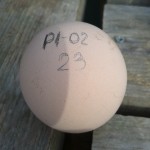 huevo identificado